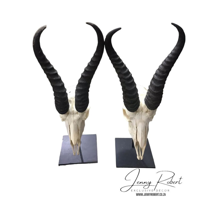 Springbok Skull on Stand (Premier Lodge Collection) SALE