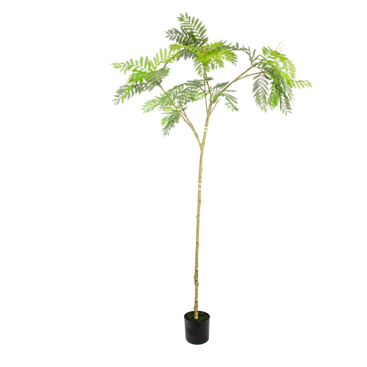 Faux Slender Acacia Tree - 2.10m