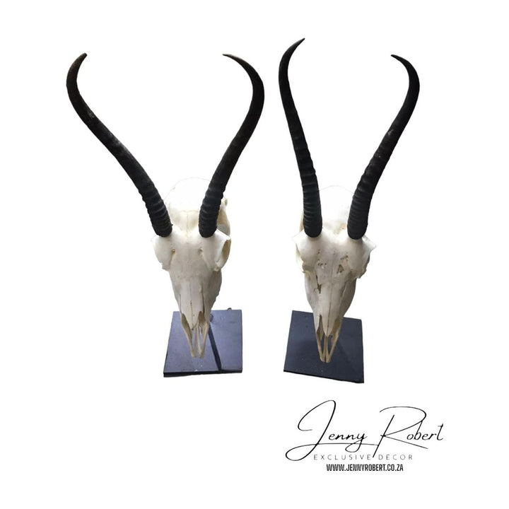 Springbok Skull on Stand (Premier Lodge Collection) SALE