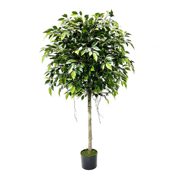 Faux Topiary Ficus - 1.50m