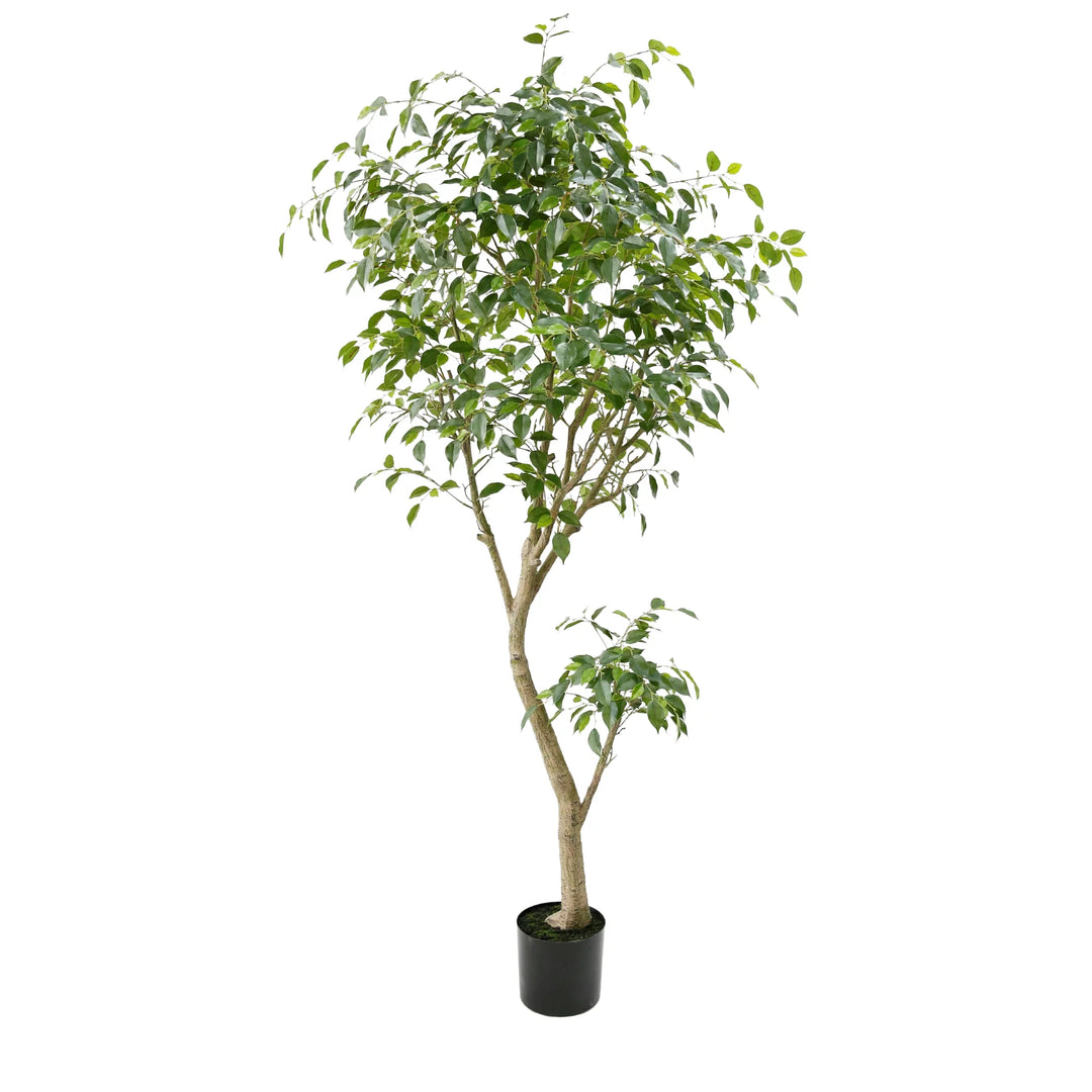 Faux Ficus Benjamina Tree 2.06m