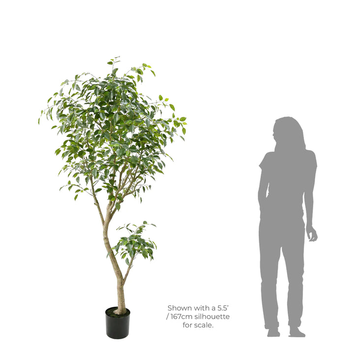 Faux Ficus Benjamina Tree 2.06m