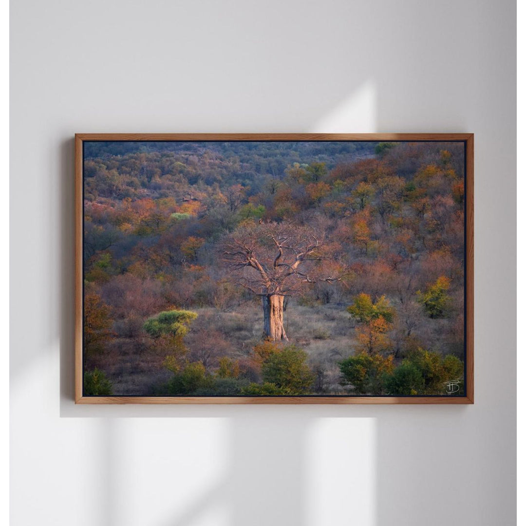 African Sunset Baobab - Framed Canvas Art