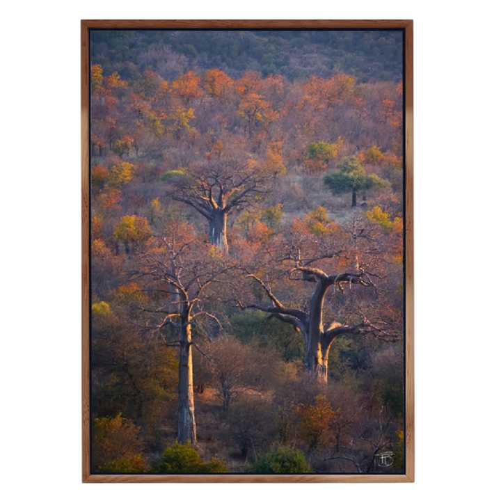 African Sunset Baobab - Framed Canvas Art