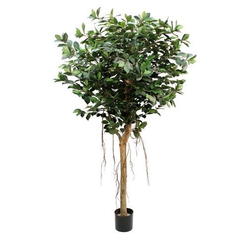 Ficus Compact Tree Faux 1.85m