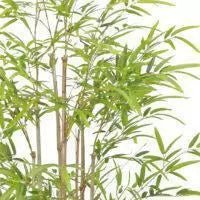 Bamboo Tree Large Faux - 1.8m