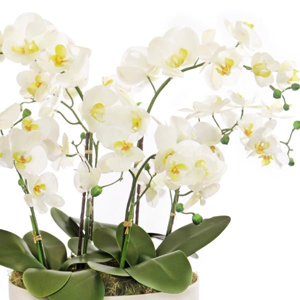 White Phalaenopsis Arrangement in Bowl - Faux (53cmH)