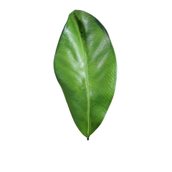 Magnolia Leaves - Green