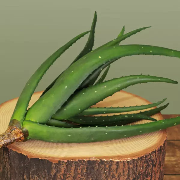 Faux Aloe Bush Succulent