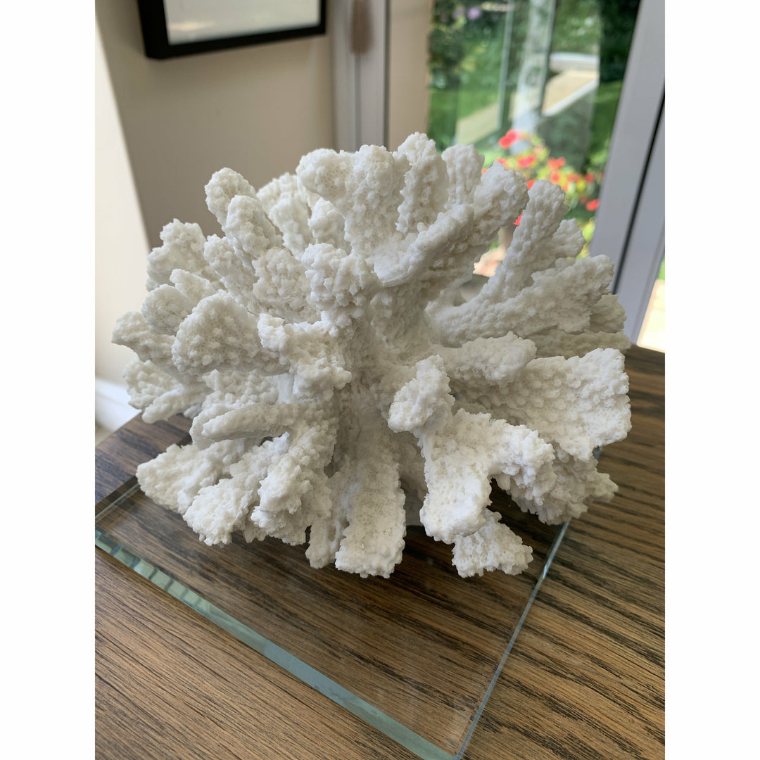 Coral Classic on Glass Stand