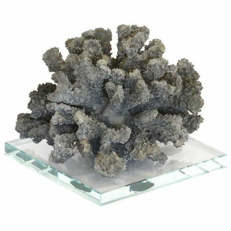 Coral Classic on Glass Stand